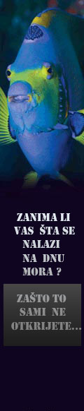 reklama